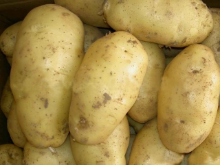 Россия может снять ограничения на ввоз картошки из Нидерландов