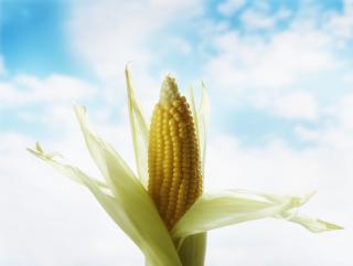 Южная Корея увеличила закупку украинской кукурузы