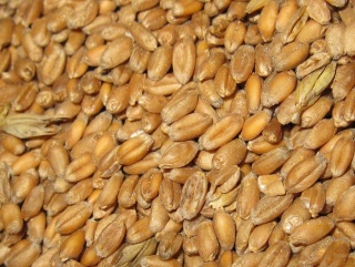 В Омской области было собрано 3,3 миллиона зерновых