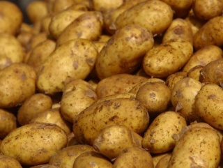 В Калининградской области увеличили площади под посадку картофеля