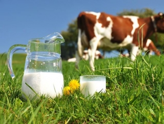 Употребление органического молока снижает вероятность рака и сердечно-сосудистых заболеваний