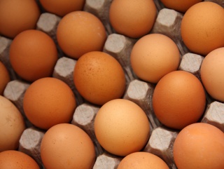 На "Уфимской птицефабрике" открылось 8 корпусов по выращиванию инкубационного яйца