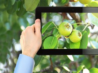 РСХБ и ИПУ РАН помогут аграриям диагностировать здоровье растений с помощью цифровых технологий