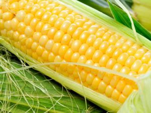 Гибриды семян кукурузы Монсанто (Monsanto)