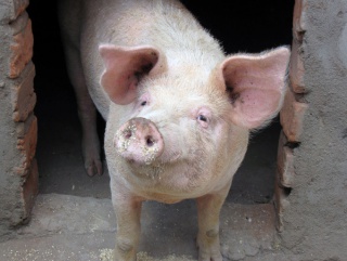 С начала этого года промышленное производство свинины в России выросло на 8,6% - до 2,5 миллионов тонн