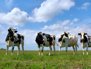 Минсельхоз: России необходимо закупить миллион коров