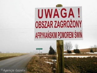 В Калининградской области намерены ужесточить работу по сокращению поголовья диких кабанов в связи с распространением АЧС в Польше