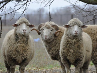 Хакасия восстанавливает овцеводство