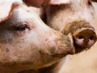 Африканская чума свиней найдена в белорусском мясе