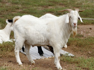 Традиционная выставка племенных коз и овец в Забайкальском крае пройдет в начале июня