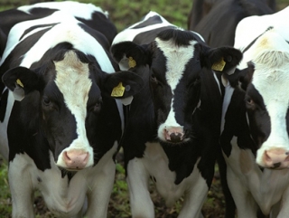 Сибирский НИИ предлагает торфяную добавку для коров