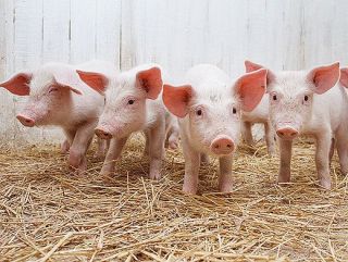 Россельхозбанк: «Внутреннее потребление свинины продолжит расти, но драйвером отрасли станет экспорт»