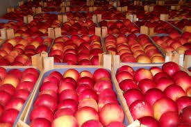 На территории России пресечена  попытка незаконного ввоза польских  яблок