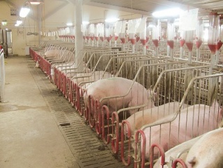 Южно-уральские свиноводы нарастили поголовье на 52 тысячи