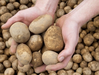 Пенза планирует удвоение производства картофеля