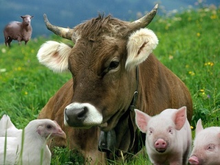 Краснодарские депутаты позаботились о животноводах