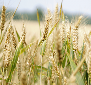 Семена озимой пшеницы урожая 2019