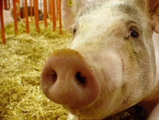 В Курской области построят племенную свиноферму