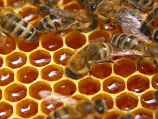 Пчелы из Тюмени помогают АПК Ямала