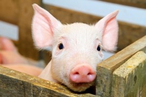 Польские фермеры закапывают свиней, павших от АЧС