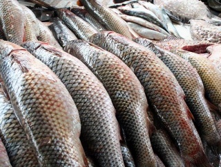 Дефицита аквакультурной рыбы на Дону не ждут