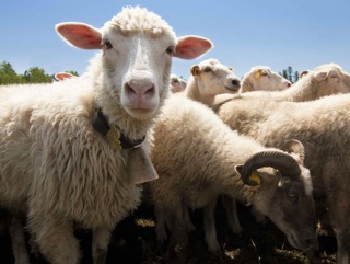 Бурятские овцеводы стали призёрами Сибирско – Дальневосточной выставки