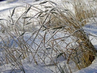 Тюменский урожай оказался под снегом