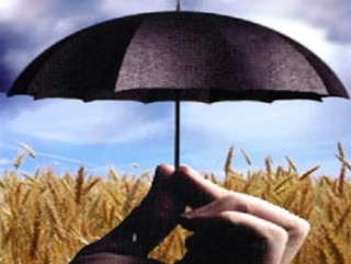 Погода Приамурья требует застраховать посевы