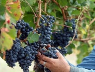 Виноделы Крыма основали некоммерческое партнерство
