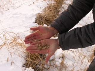 Сибирский урожай в снегу