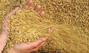 В Ростове по состоянию на конец марта 2016 года подтвердили качество и безопасность более 2 млн тонн зерна и продуктов его переработки
