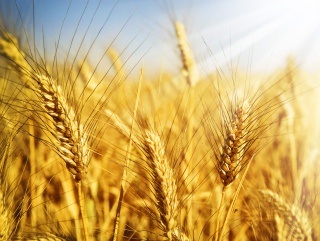 Минсельхоз определил минимальные уровни цен на зерно урожая 2016 года