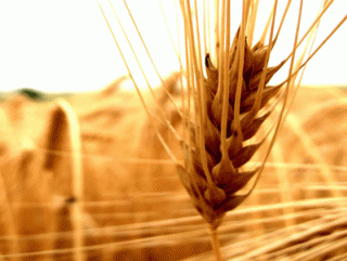 Зерновой экспорт Украины стабилизируется