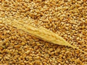 Зерно в России начинает дешеветь