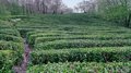 Сочинский производитель планирует увеличить урожай чая на 15% в 2024 году