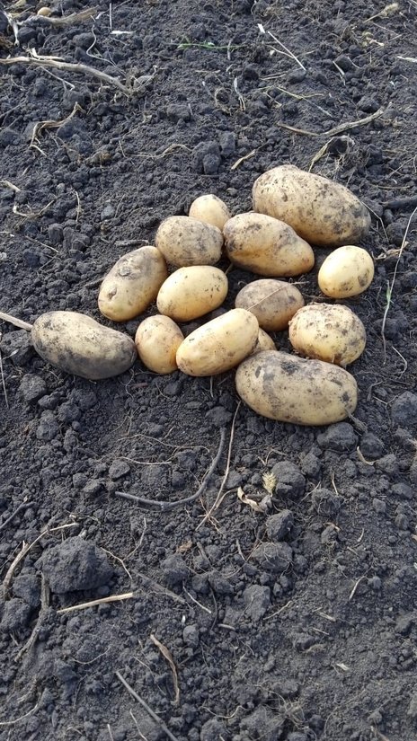 Продажа продовольственного картофеля урожай 2023г калибр 4-5