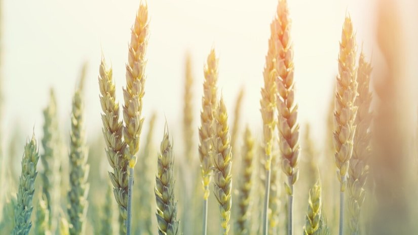Семена озимой пшеницы Алексеич, Ахмат, Безостая-100, Гром, Гомер, Граф, Гурт