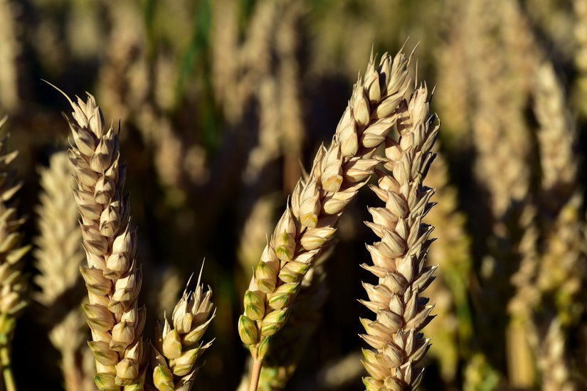 Семена озимой пшеницы Стиль-18