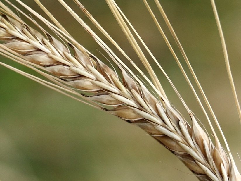 Семена озимого ячменя и пшеницы