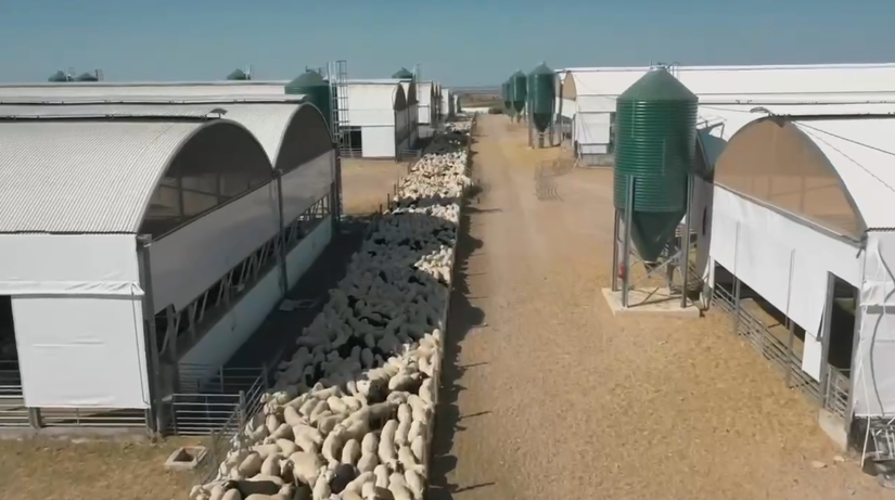 Фидлоты для овец - интенсивный откорм JAVIER CAMARA (Испания)