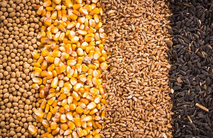Продам пшеницу, кукурузу, ячмень, подсолнечник новый урожай