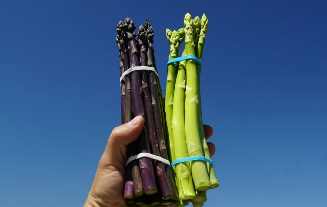 Зелёное богатство Северной Осетии набирает обороты: в регионе в разгаре сбор спаржи. 