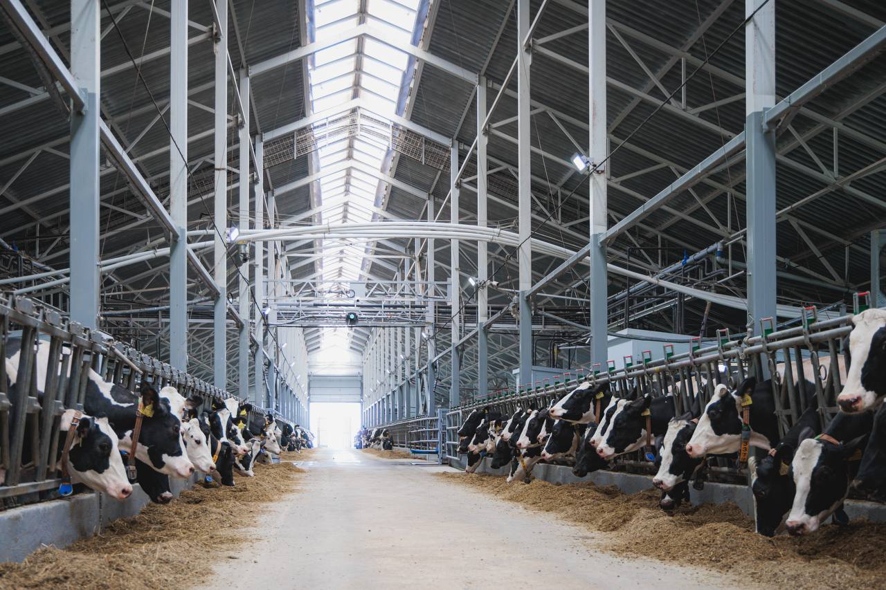 Липецкая область входит в топ-15 в стране по продуктивности дойного стада