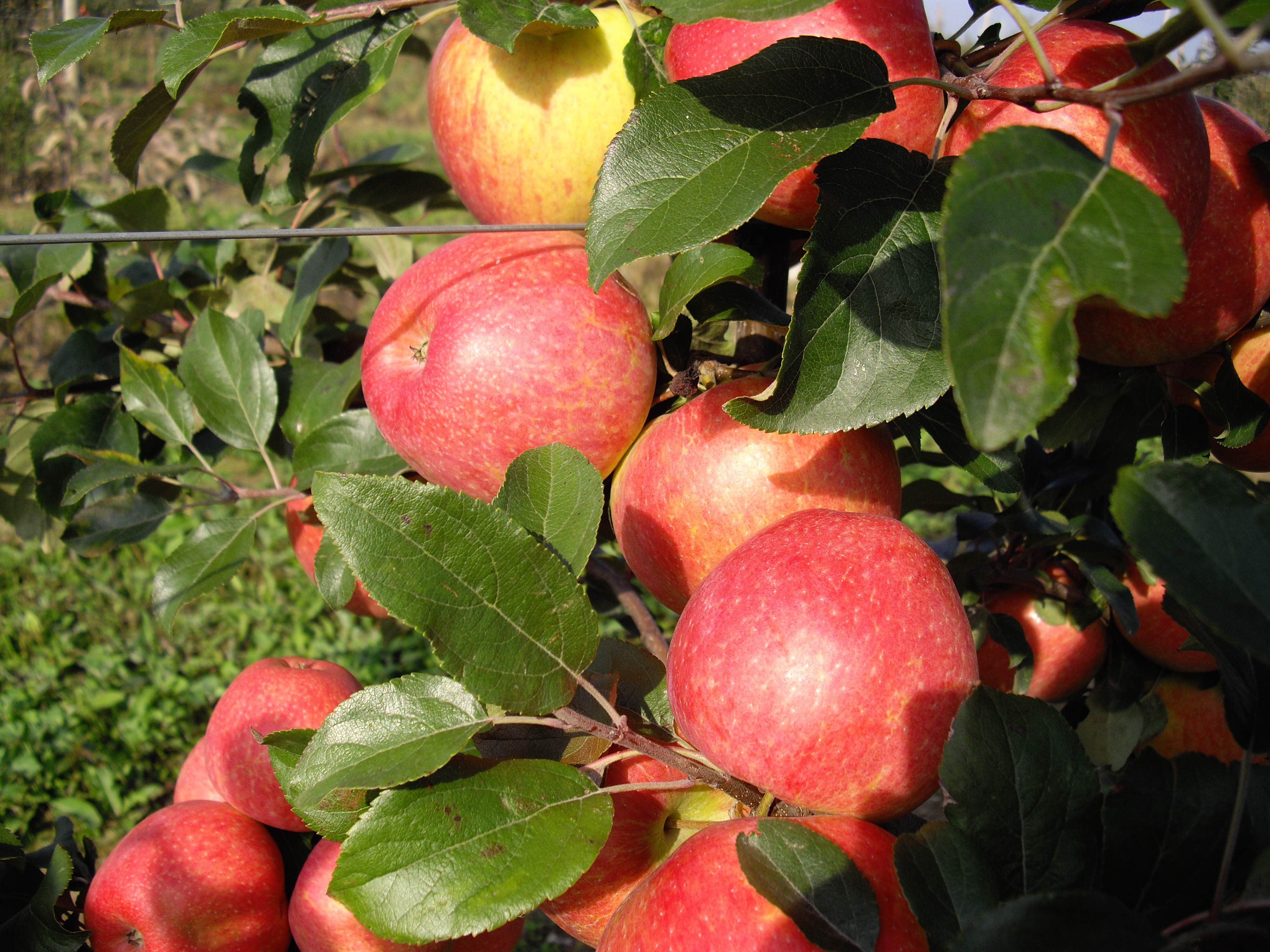 Более 10 тыс. тонн яблок уже собрано в садоводческих хозяйствах Липецкой области 