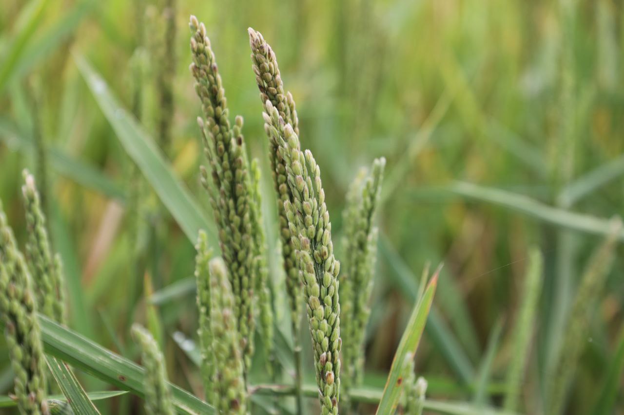 Реализация концессионного соглашения позволит увеличить площади под рисом в Астраханской области в шесть раз