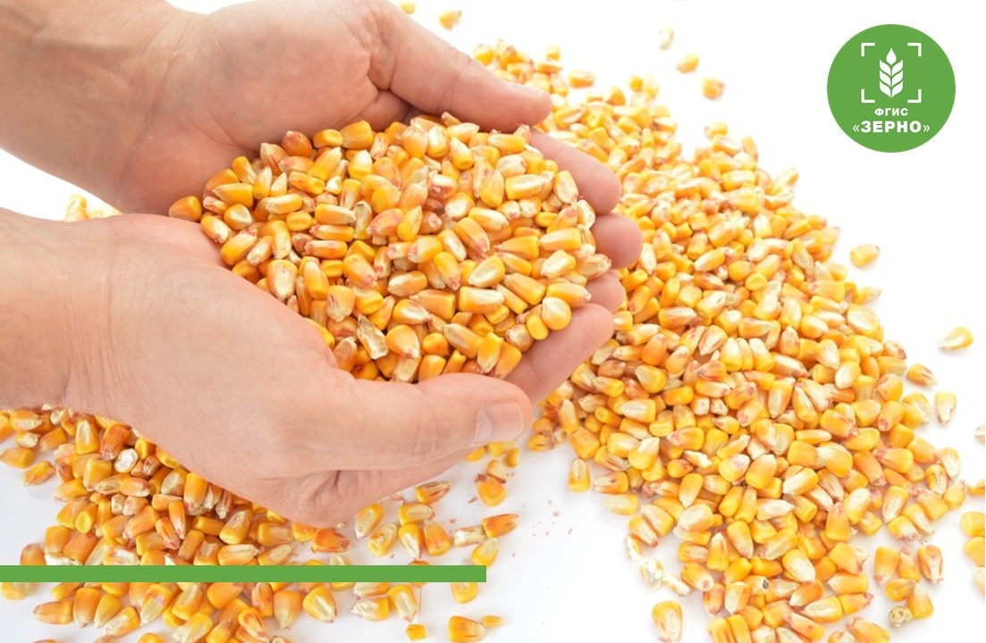 С июня предприятия Краснодарского края оформили 241,3 тыс. СДИЗ на зерно 