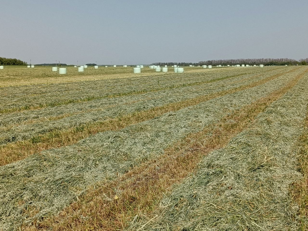 В Липецкой области в самом разгаре заготовка кормов