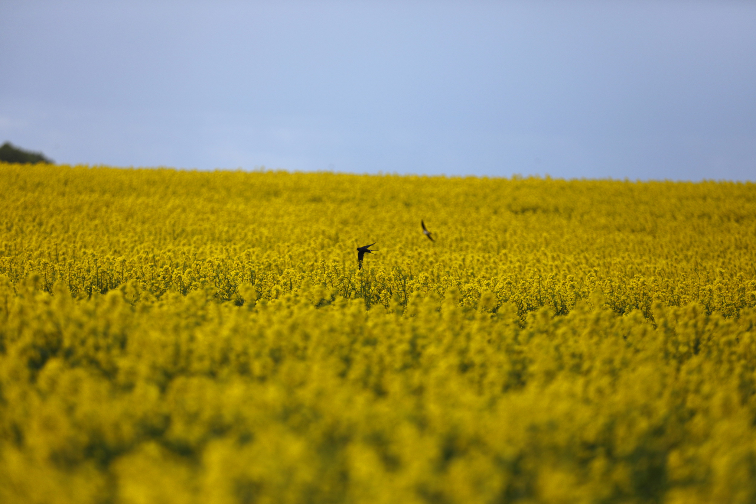 Особенности возделывания рапса обсудили на семинаре в Липецкой области