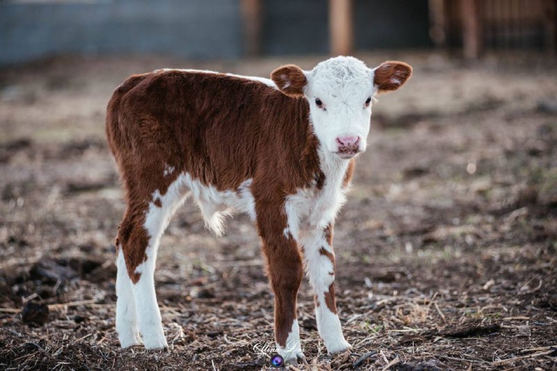 В Бурятии близится к завершению расплодная кампания