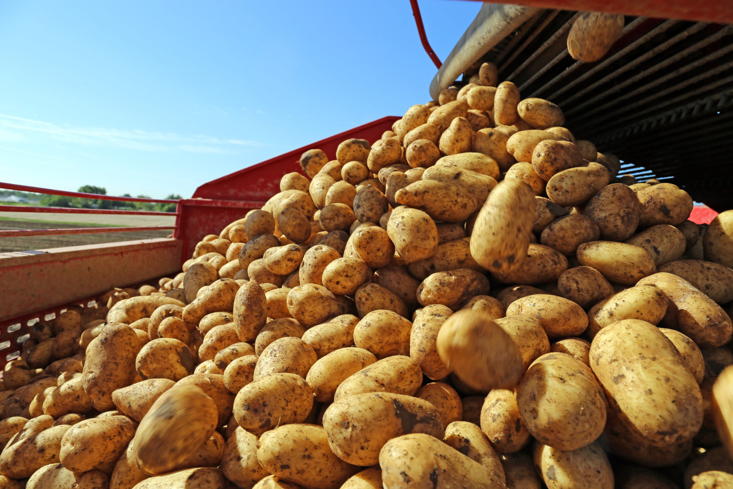 На ярмарке «Весна-2024» в Чувашии реализуют больше 100 тонн семенного картофеля